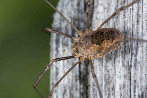 Réf. 233 219 : Phalangium opilio
