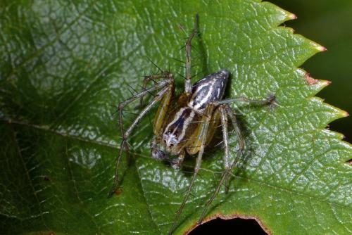 Réf. 233 791 : Oxyopes lineatus