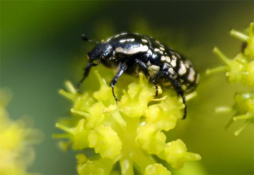 Oxythyrea gronbechi