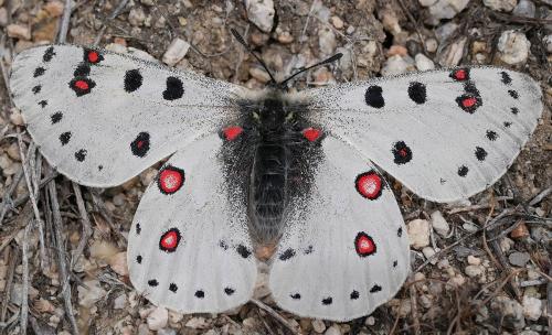 Parnassius apollonius