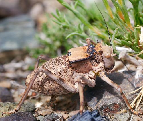 Damalacantha vacca