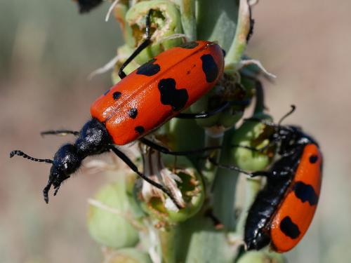 Mylabris calida