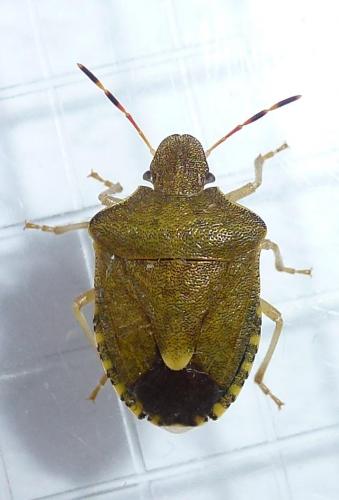 Réf. 233 451 : Peribalus strictus vernalis