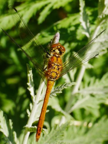 Réf. 233 136 : Sympetrum sanguineum