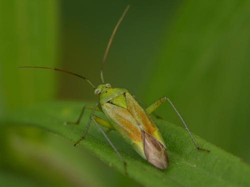 Closterotomus norwegicus