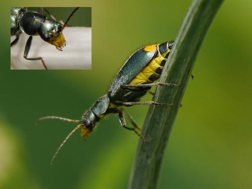 Réf. 233 393 : Clanoptilus elegans