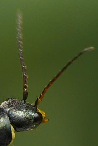 Réf. 233 568 : Clanoptilus elegans
