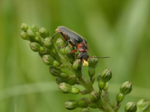 Réf. 233 190 : Cantharis rustica
