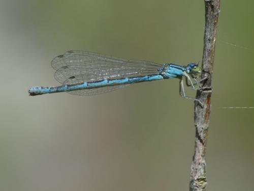Coenagrion caerulescens