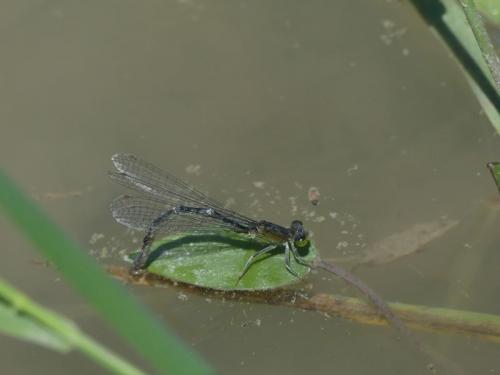 Réf. 233 983 : Ischnura pumilio