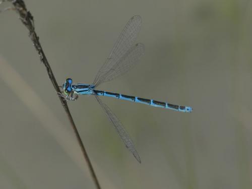 Coenagrion caerulescens