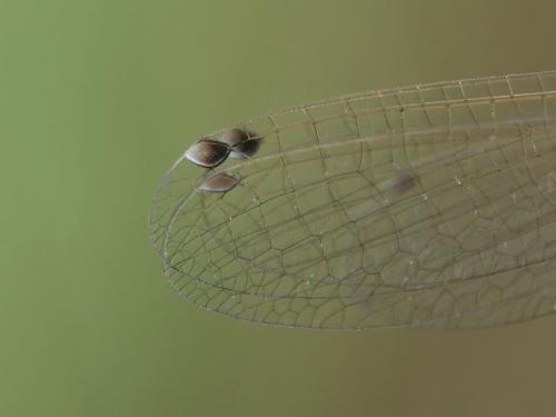 Ischnura pumilio