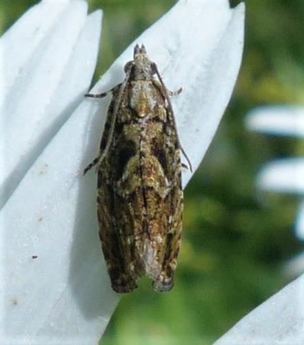 Réf. 233 081 : Zeiraphera isertana