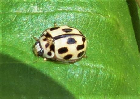 Propylea quatuordecimpunctata