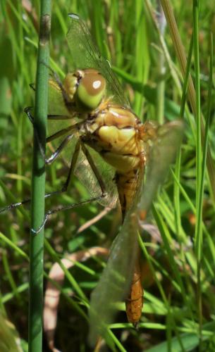 Sympetrum meridionale