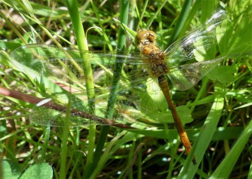 Réf. 233 169 : Sympetrum meridionale