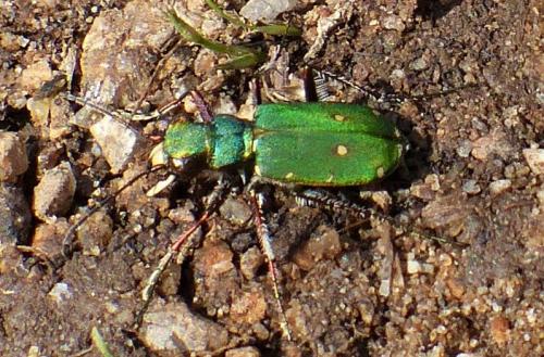 Cicindela campestris