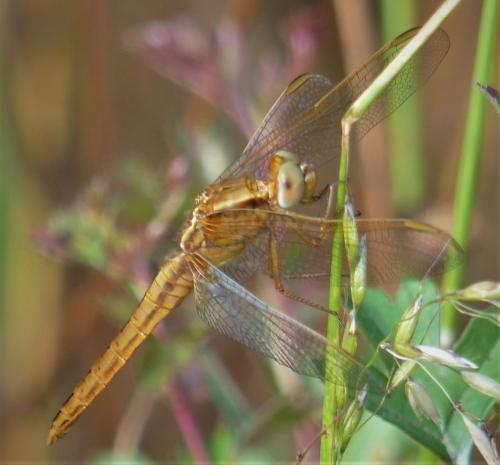 Crocothemis erythraea