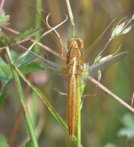 Réf. 233 510 : Crocothemis erythraea