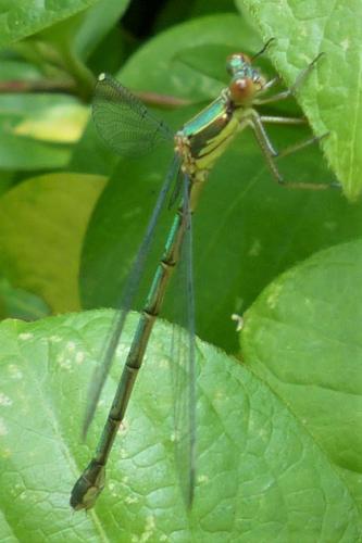 Chalcolestes viridis