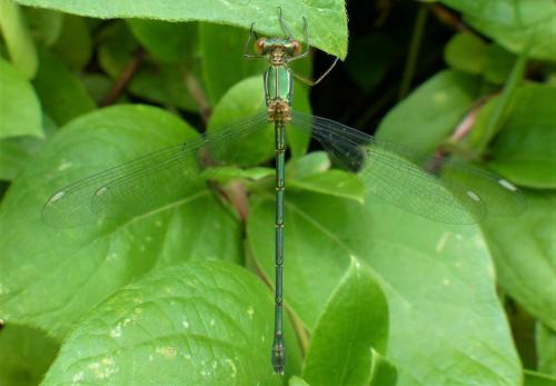 Chalcolestes viridis