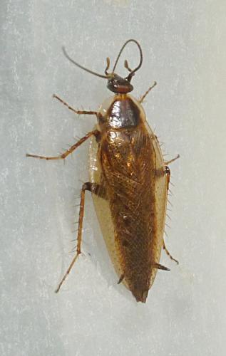 Ectobius lapponicus