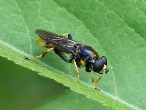 Réf. 233 159 : Xylota sylvarum