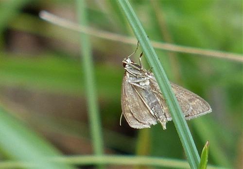 Mecyna flavalis
