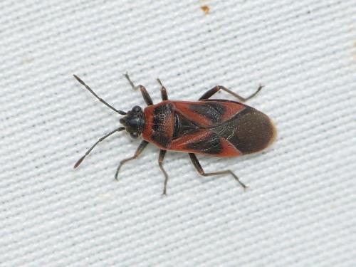 Arocatus roeselii