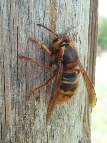 Dolichovespula media