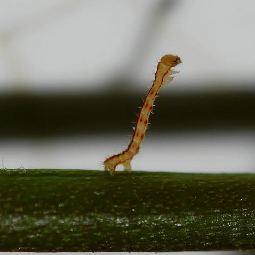 Campaea margaritaria