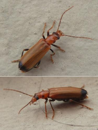 Nacerdes melanura