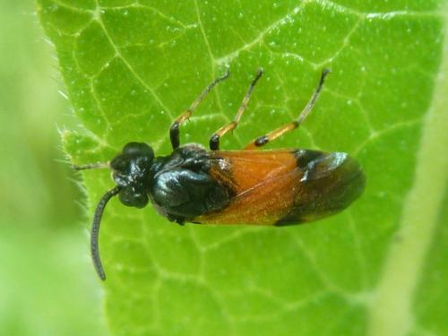 Arge cyanocrocea