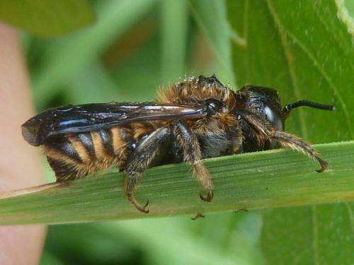 Megachile ericetorum