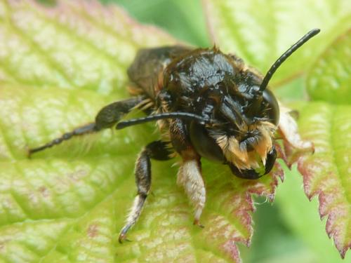 Megachile willughbiella