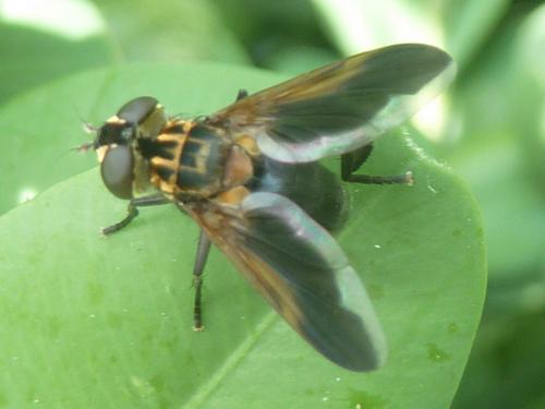 Trichopoda pictipennis
