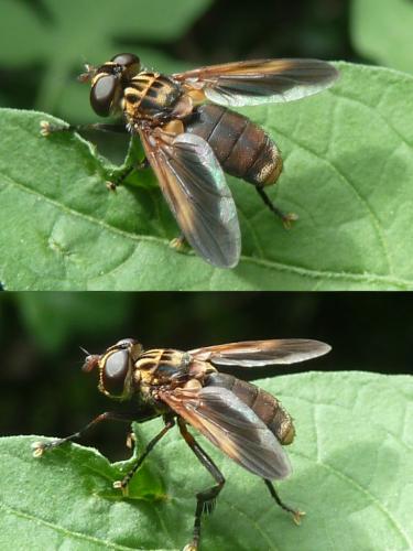 Trichopoda pictipennis