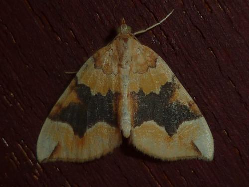 Réf. 233 714 : Cidaria fulvata