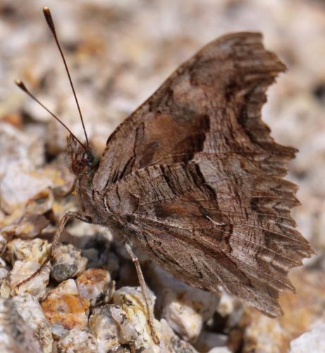 Réf. 233 995 : Polygonia egea