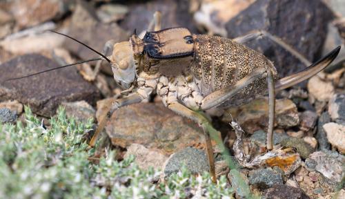 Réf. 233 695 : Damalacantha vacca