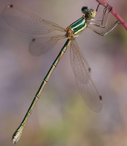 Lestes barbarus