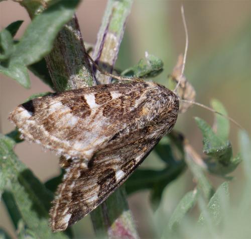 Réf. 233 338 : Protoschinia scutosa
