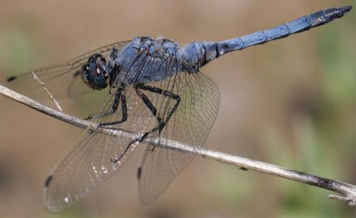 Orthetrum cancellatum