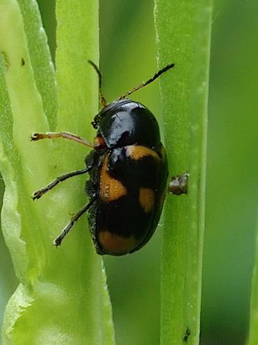 Réf. 233 856 : Cryptocephalus anticus