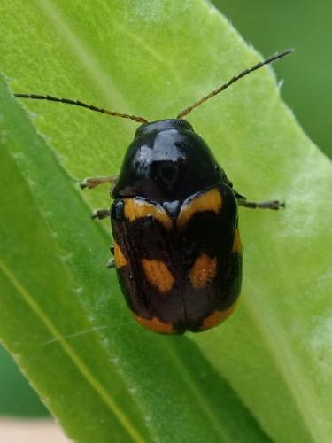 Cryptocephalus anticus