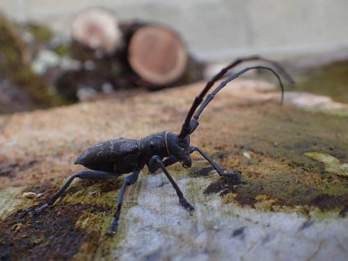 Morimus asper