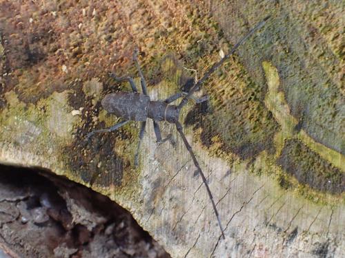 Morimus asper
