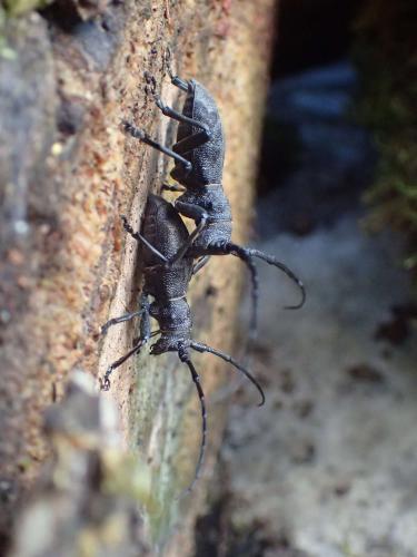 Morimus asper