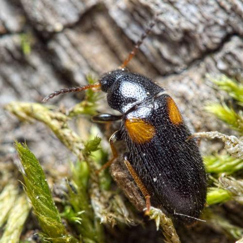 Réf. 233 691 : Mycetochara humeralis