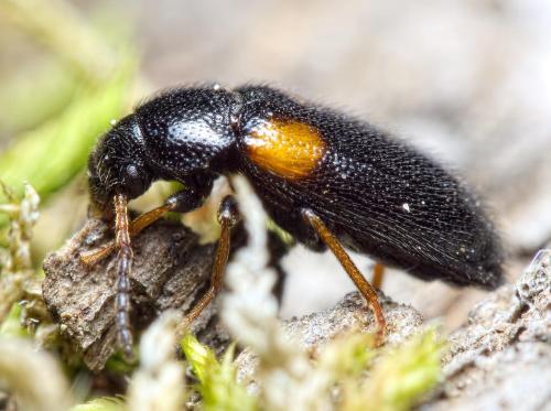 Mycetochara humeralis